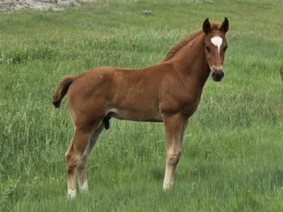 Gimli Bartender JW <BR>AQHA PENDING